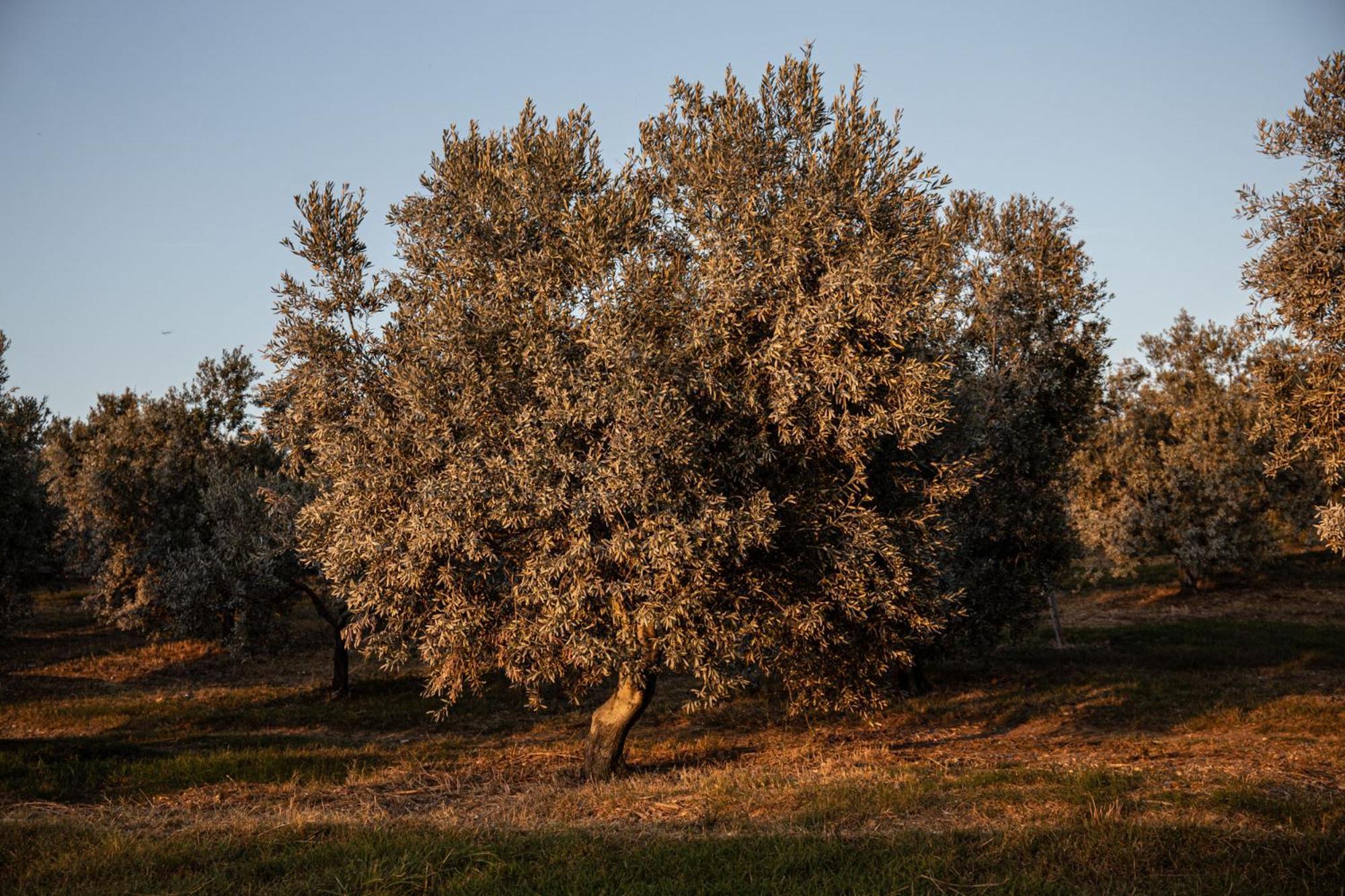Agriturismo Podere L'Agave San Vincenzo Exterior photo